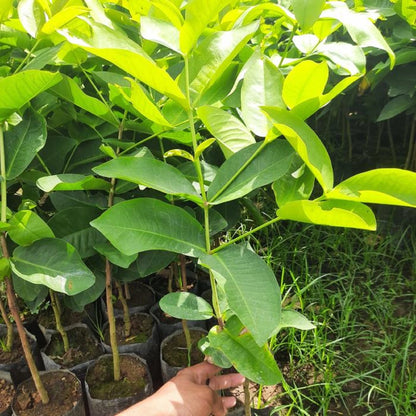 Grafted Taiwanese Red Water Apple Tree - Sweet & Crunchy Tropical Frui