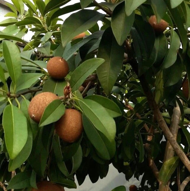 Nang Klan Wan Sapodilla Seeds (Manilkara zapota) – 35+ Premium Rare Sweet Thai Chikoo Seeds