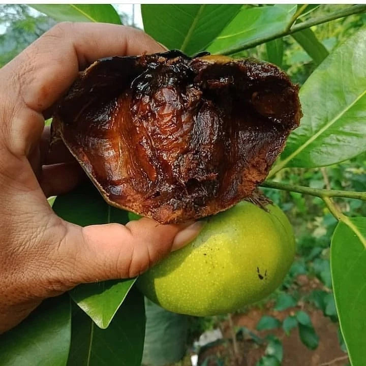 Giant Black Sapote Seeds (Diospyros nigra / 50+ Chocolate Pudding Fruit Tree Seeds) – Premium Exotic Botanical Specimen Plant Seeds for Planting