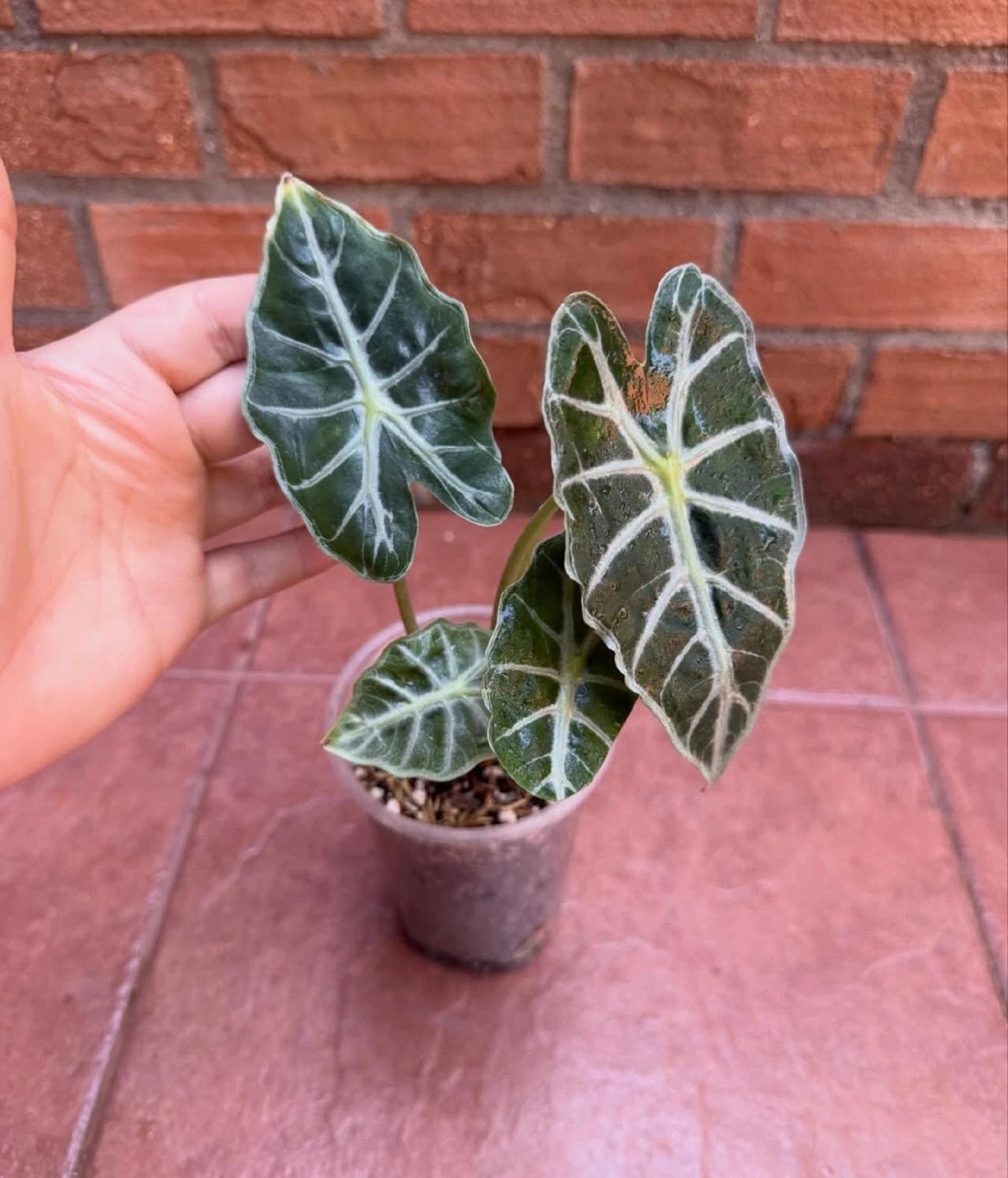 Alocasia 'Parasol' - Rare Tropical Aroid for Container Gardening