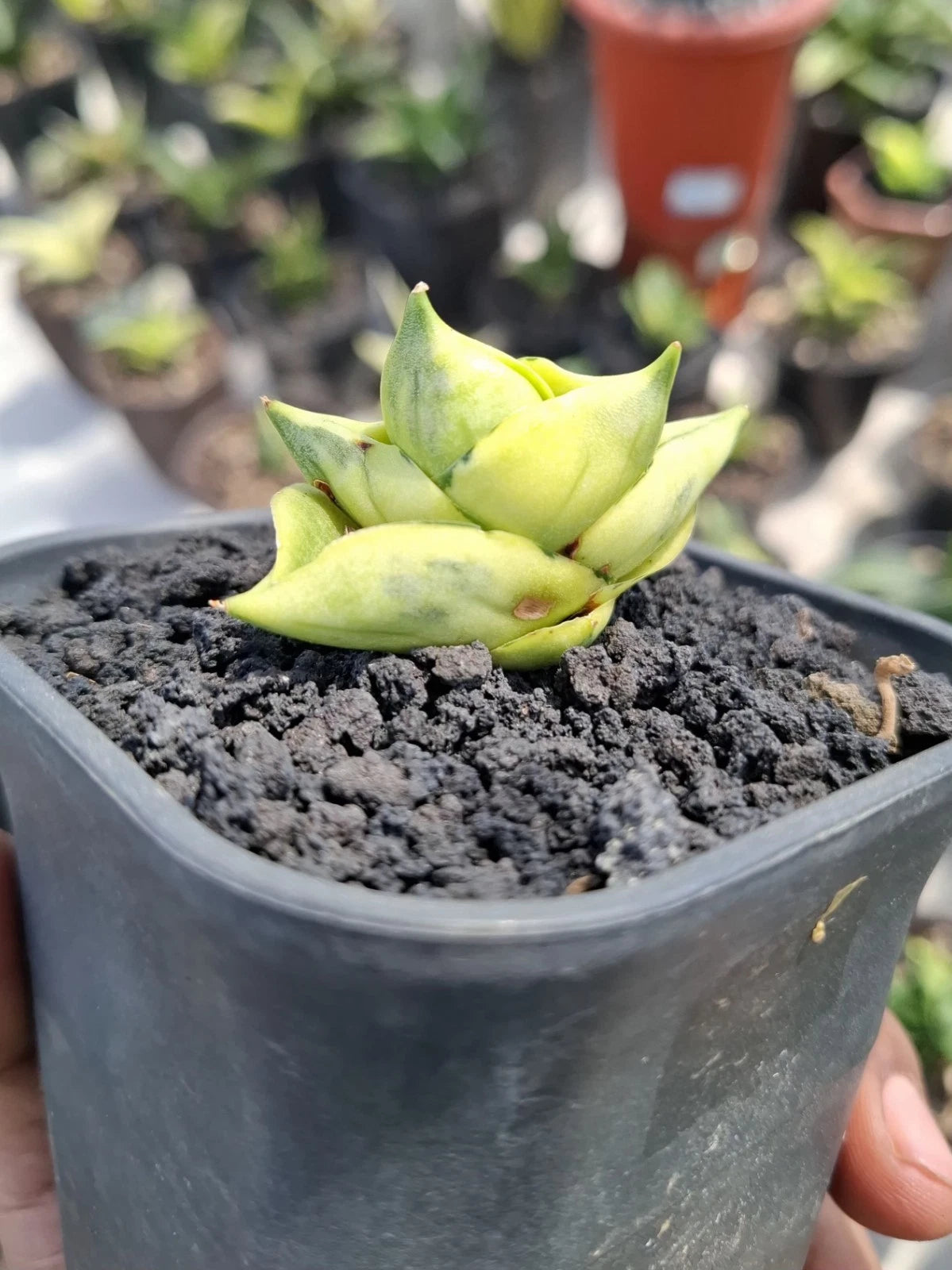 Sansevieria 'BNC' Variegated - Rare Tropical Snake Plant