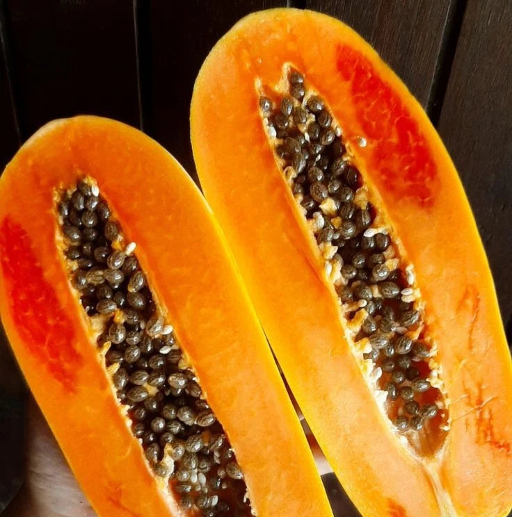Callina Papaya Seeds (Carica papaya 'Callina') – 150+ Premium Fresh Sweet Uniform Callina Papaya Seeds