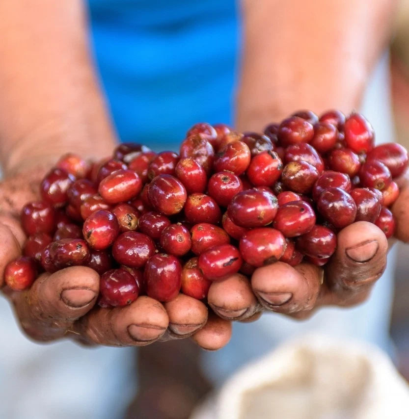 Hybrid H1 Coffee Seeds (Sarchimor x Rume Sudan) (Coffea sp. / 120+ Premium Elite Disease-Resistant Specialty Coffee Bean Seeds) – Premium Botanical Specimen Plant Seeds for Planting