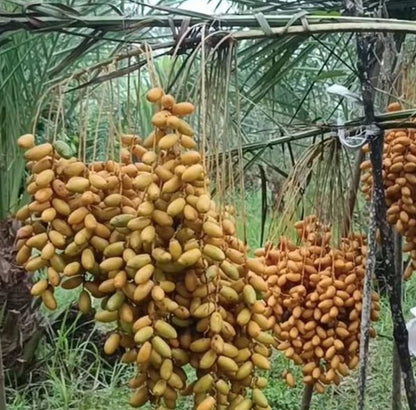 Premium Shalabi Variety Date Palm Seeds (Phoenix dactylifera var. Shalabi) – Sweet Exotic Palm Fruit Tree Seeds for Planting (35+ Pcs)