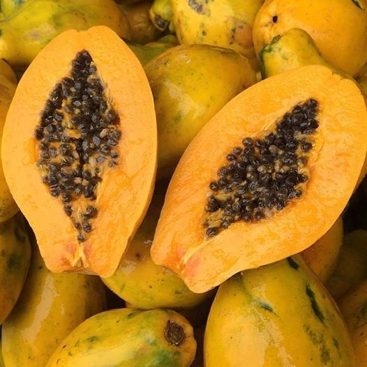 Rainbow Hawaii Papaya Seeds (Carica papaya 'Rainbow') – 150+ Premium Fresh Sweet Bi-Color Rainbow Hawaii Papaya Seeds