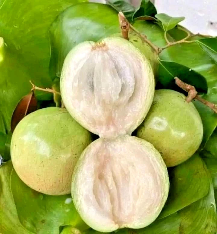 Green Star Apple Seeds (Chrysophyllum cainito) – 40+ Premium Fresh Exotic Green Star Apple / Caimito Seeds for Planting
