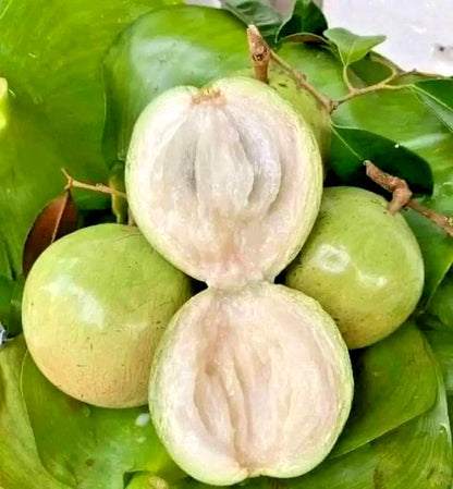 Green Star Apple Seeds (Chrysophyllum cainito) – 40+ Premium Fresh Exotic Green Star Apple / Caimito Seeds for Planting