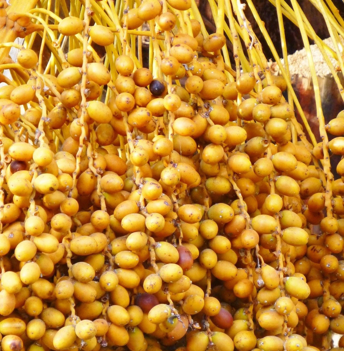 Nabtat Ali Date Palm Seeds (Phoenix dactylifera) – 35+ Premium Rare Sweet Saudi Arabian Nabtat Ali Date Seeds