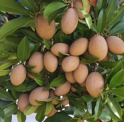 Sapodilla "Kmak" (Manilkara zapota) – 35+ Premium Sweet Chico Zapote Seeds