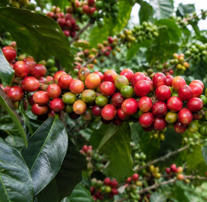 120+ Gayo Coffee Seeds (Coffea arabica var. 'Gayo') – Premium Sumatran Highland Specialty Arabica Bean Tree Seeds for Planting