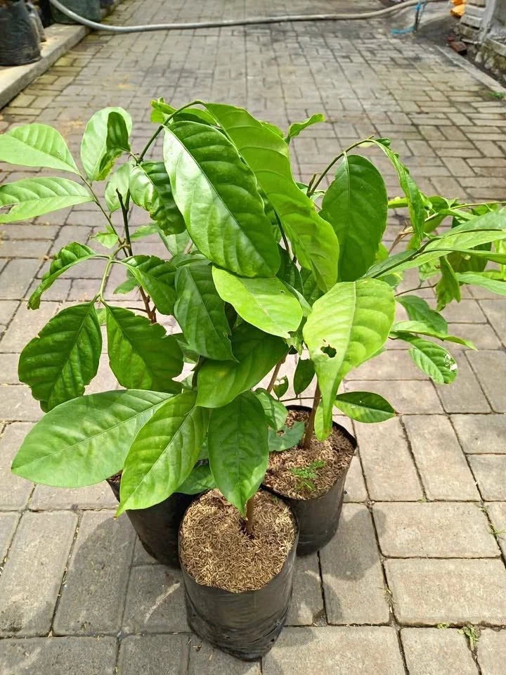 Grafted Langsat Tulungagung Fruit Tree (Lansium parasiticum var. Tulungagung) – Sweet Tropical Fruit Live Tree / Fast Fruiting Specimen