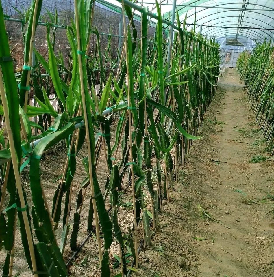 Fresh Palora Yellow Dragon Fruit Cuttings (Hylocereus megalanthus var. Palora) – Premium Sweet Yellow Pitaya Cuttings for Planting (63+ Pcs)