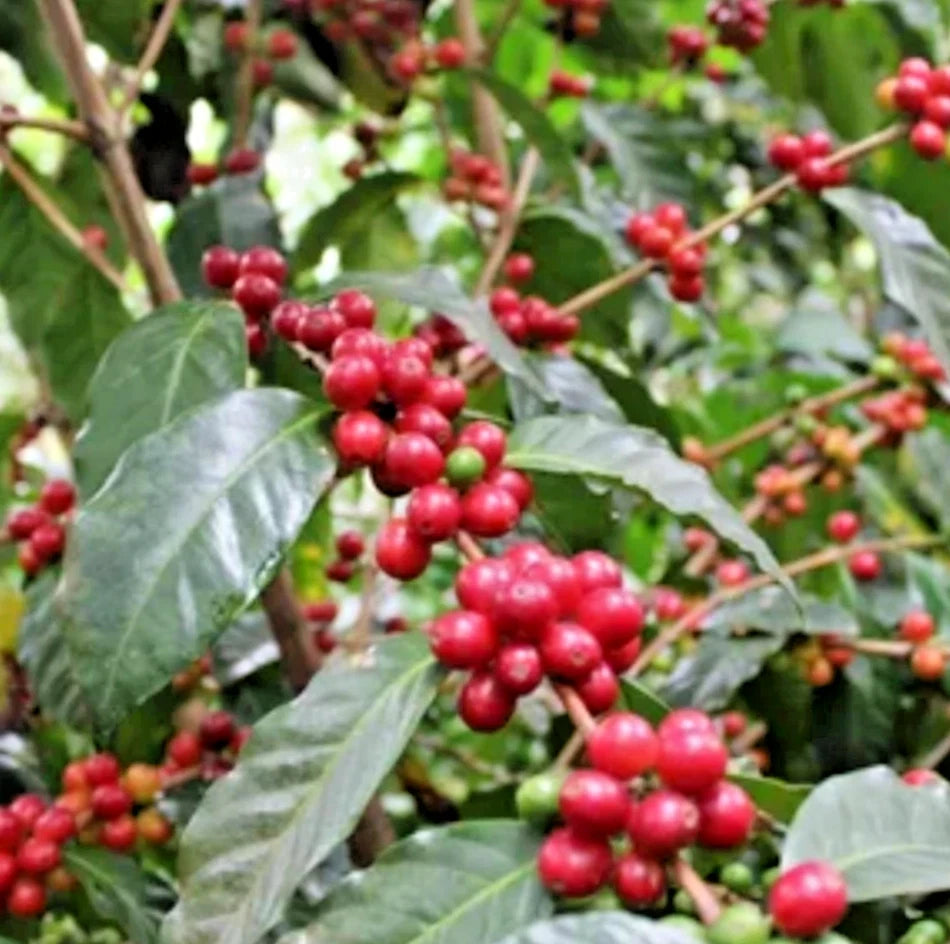 2000+ Premium Coffee Seeds (Coffea arabica var. Kent) – Certified Heirloom Kent Coffee Bean Crop Seeds for Planting