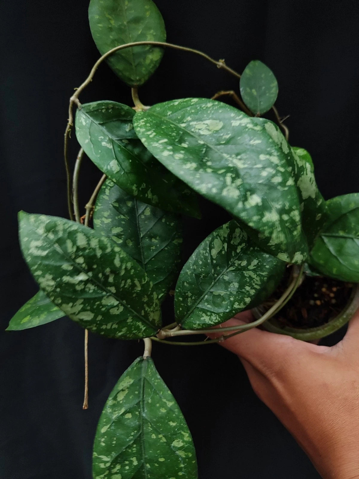 Hoya sp. Aceh 'Splash' – Rare Tropical Wax Plant