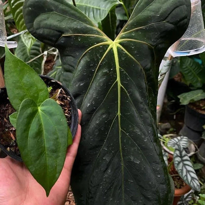 Anthurium Fort Sherman | Rare Anthurium Plant | Tropical Houseplant | Collector Aroid