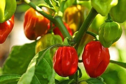Superior Chili Seeds 25+ pcs Bundle (Capsicum spp.) – 5-Cultivar Garden Package Premium Certified Hot Pepper Plant Seeds for Planting