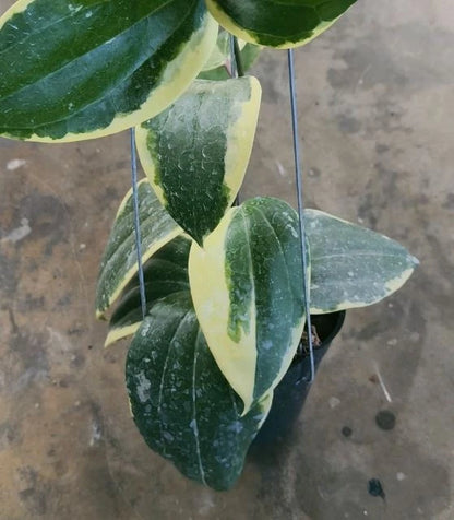 Hoya Latifolia Round Leaf Albomarginata (Wax Plant) – Rare Epiphytic Tropical Vine with Rounded Variegated Foliage for Indoor & Outdoor Display