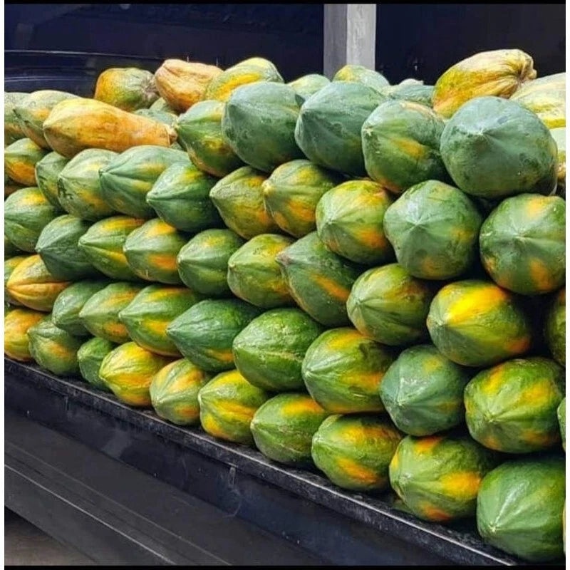 150+ Big Bangkok Papaya Seeds | Giant Papaya | Carica papaya | Fast Growing Tropical Fruit Seeds