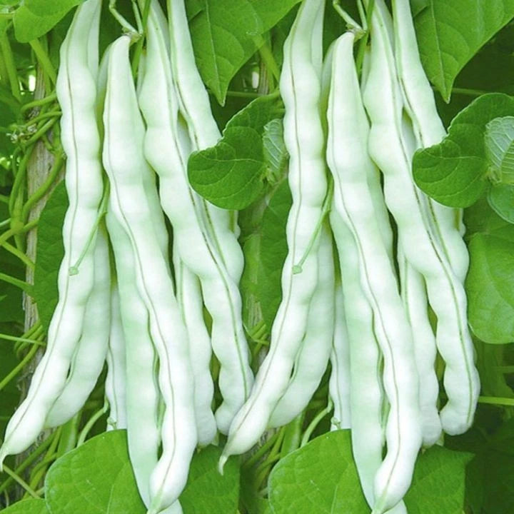 1,200+ Bean Seeds (Phaseolus vulgaris) Bundling 3 Cultivar Garden Package – Premium Certified Heirloom Vegetable and Legume Seeds for Planting