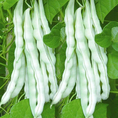1,200+ Bean Seeds (Phaseolus vulgaris) Bundling 3 Cultivar Garden Package – Premium Certified Heirloom Vegetable and Legume Seeds for Planting