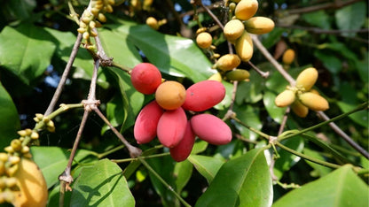 Premium Melinjo Seeds (Gnetum gnemon) – 500+ Seeds for Planting