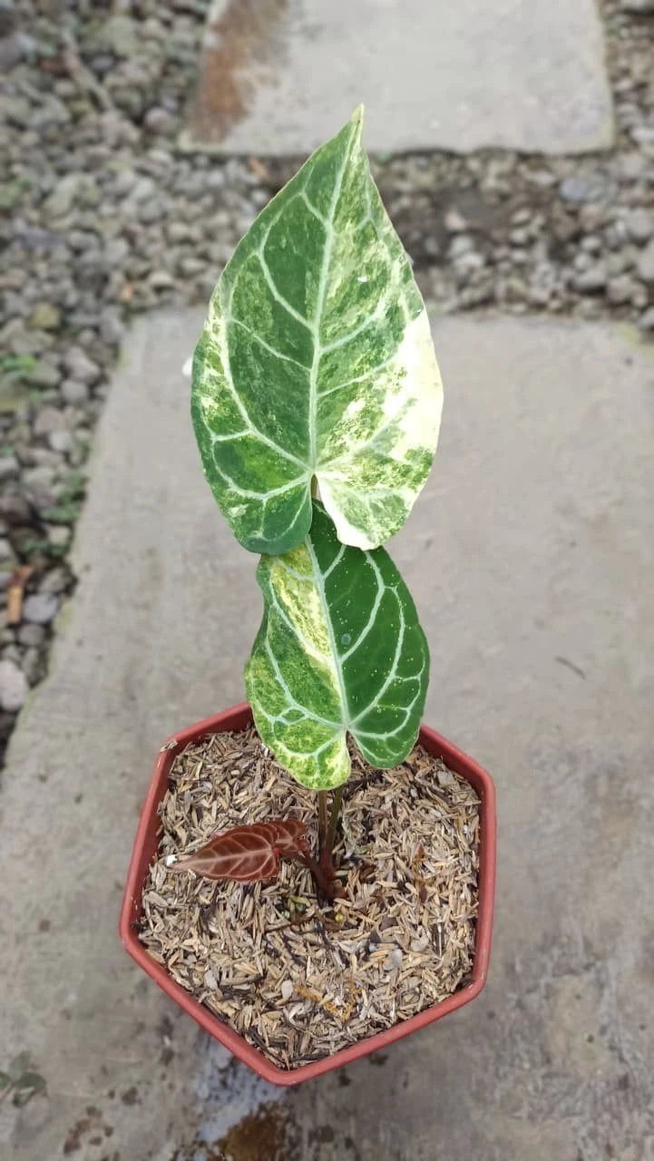 Anthurium Crystallinum Variegated | Rare Aroid Tropical Plant | Real Picture | Live Plant