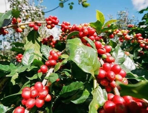 Premium Geisha Guatemala Coffee Seeds (Coffea arabica var. Geisha) – Rare Heirloom Specialty Coffee Bean Seeds for Planting (Fresh Harvest)