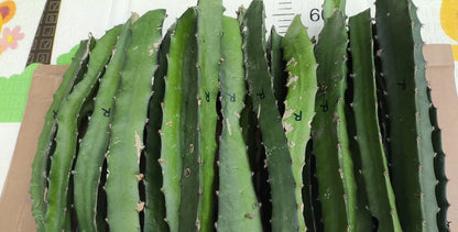 Rainbow Dragon Fruit 21+ Cuttings | Rainbow Pitaya Live Cuttings | Exotic Cactus Plant | FREE SHIPPING