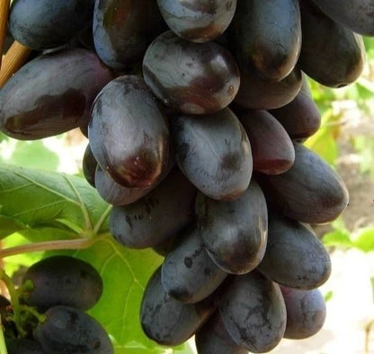 Giovanni Grape Seeds (Vitis vinifera / 100+ Premium Sweet Table Grapevine Fruit Seeds) – Premium Exotic Botanical Specimen Plant Seeds for Planting