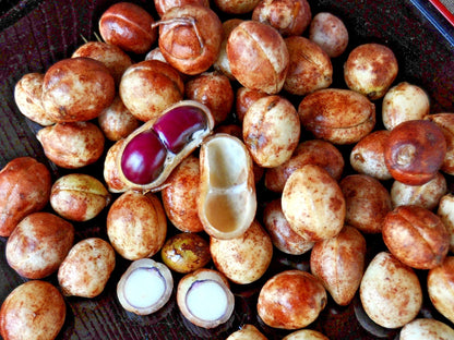 Premium Bambara Groundnut Seeds (1,000+ pcs) - Authentic Vigna subterranea Ground-Nut for Planting