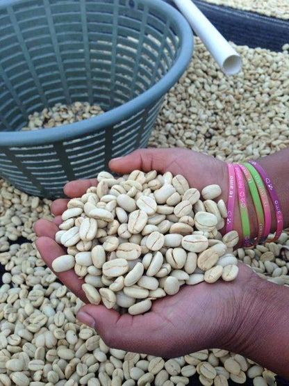 120+ Yirgacheffe Coffee Seeds (Coffea sp. / Premium Ethiopian Heirloom Arabica Coffee Cultivar Bean Seeds) – Premium Botanical Specimen Plant Seeds for Planting