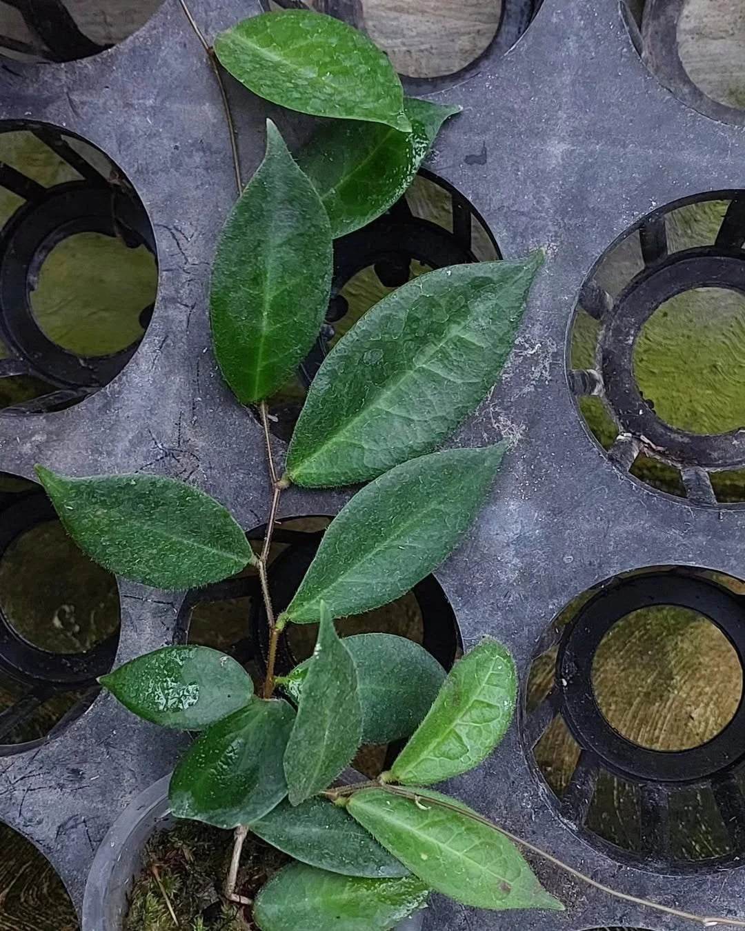 Hoya Patella Pink SP Papua Rare Tropical Wax Plant (Rare Exotic Epiphytic Vine Specimen) – Premium Botanical Houseplant Seeds & Cuttings for Growing