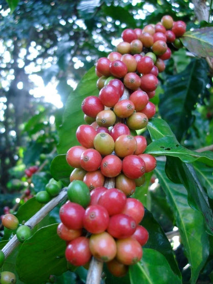 SL14 Coffee Seeds (Coffea arabica var. SL14) – Certified High-Yield Drought-Resistant Gourmet Coffee Bean Seeds for Planting (120 Pcs)