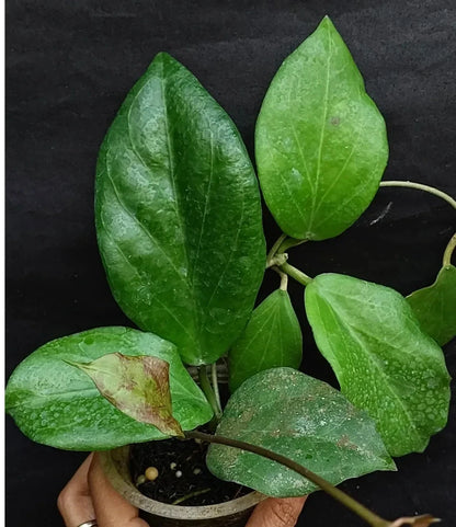 Hoya Chuniana Sp. Papua Seeds (Hoya chuniana / Rare Tropical Wax Plant Seeds) – Premium Exotic Botanical Specimen Plant Seeds for Planting