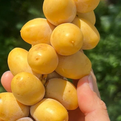 Shishi Date Palm Seeds (Phoenix dactylifera) – 35 Premium Arabian Golden-Honey Sweet Date Seeds