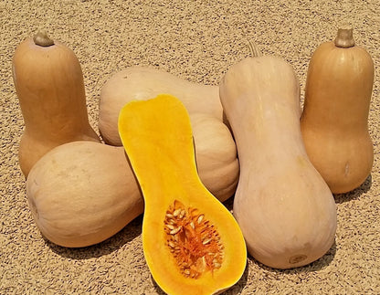Butternut Squash Seeds (Cucurbita moschata) – 1,000+ Premium Seeds for Planting