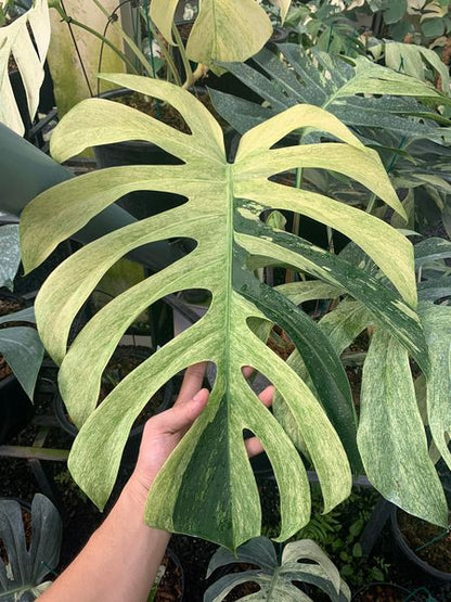 Monstera ‘Jungle Mint’ Variegated | Big Size Mature Plant | Real Picture | Rare Collector Aroid