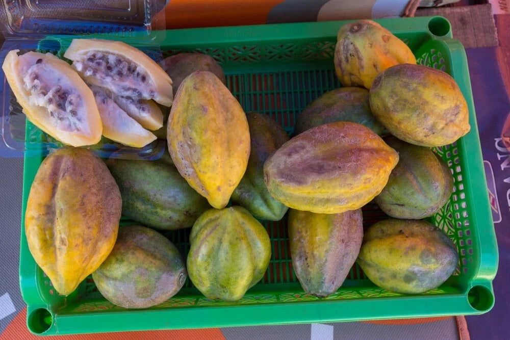 Carica Mountain Papaya Seeds (Carica pubescens / 500+ Dieng Highland Papaya Fruit Tree Seeds) – Premium Exotic Botanical Specimen Plant Seeds for Planting
