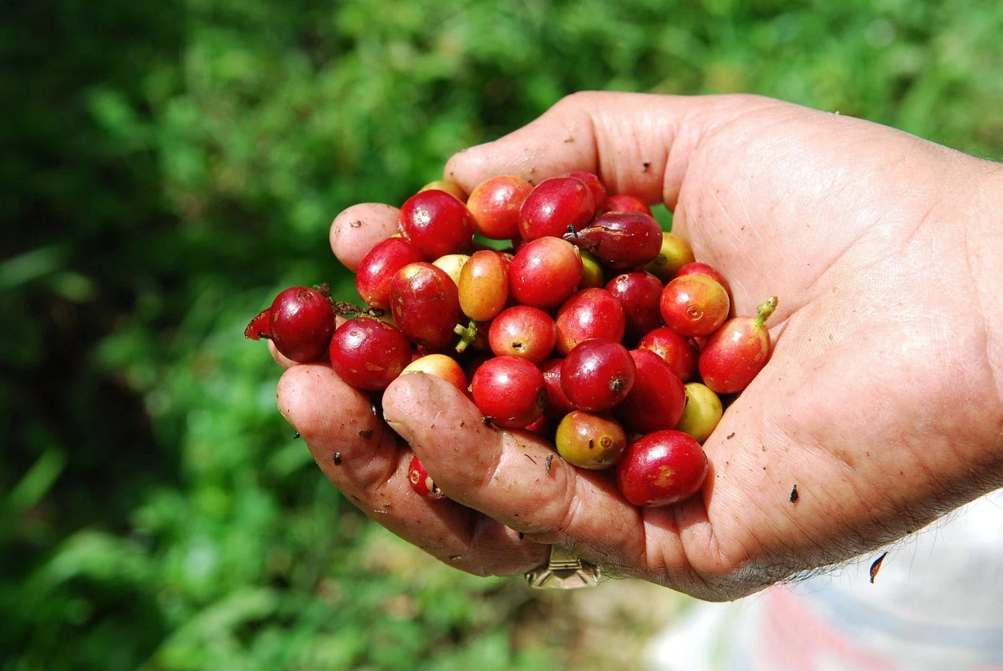 Toraja Coffee Seeds (Coffea arabica var. Toraja / Legendary Indonesian Highland Heirloom) – Premium Gourmet Specialty Coffee Plant Seeds for Planting