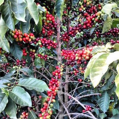 Premium Red Caturra Coffee Seeds (Coffea arabica 'Caturra') – 120+ Fresh High-Viability Dwarf Heirloom Coffee Seeds