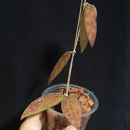 Rare Hoya Aff Scortechinii Borneo - Premium Veiny Leaf Exotic Tropical Wax Plant