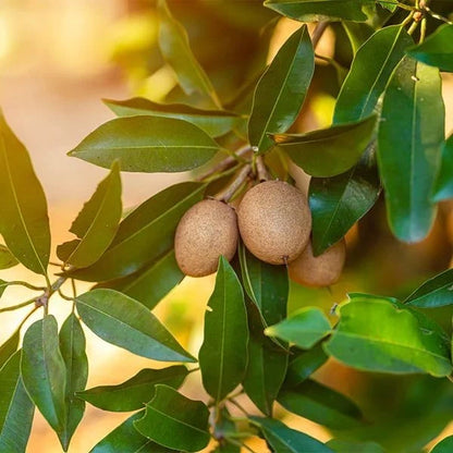 Krasue Sapodilla Seeds (Manilkara zapota) – 35+ Premium Rare Sweet Krasuey Sawo Chico Seeds
