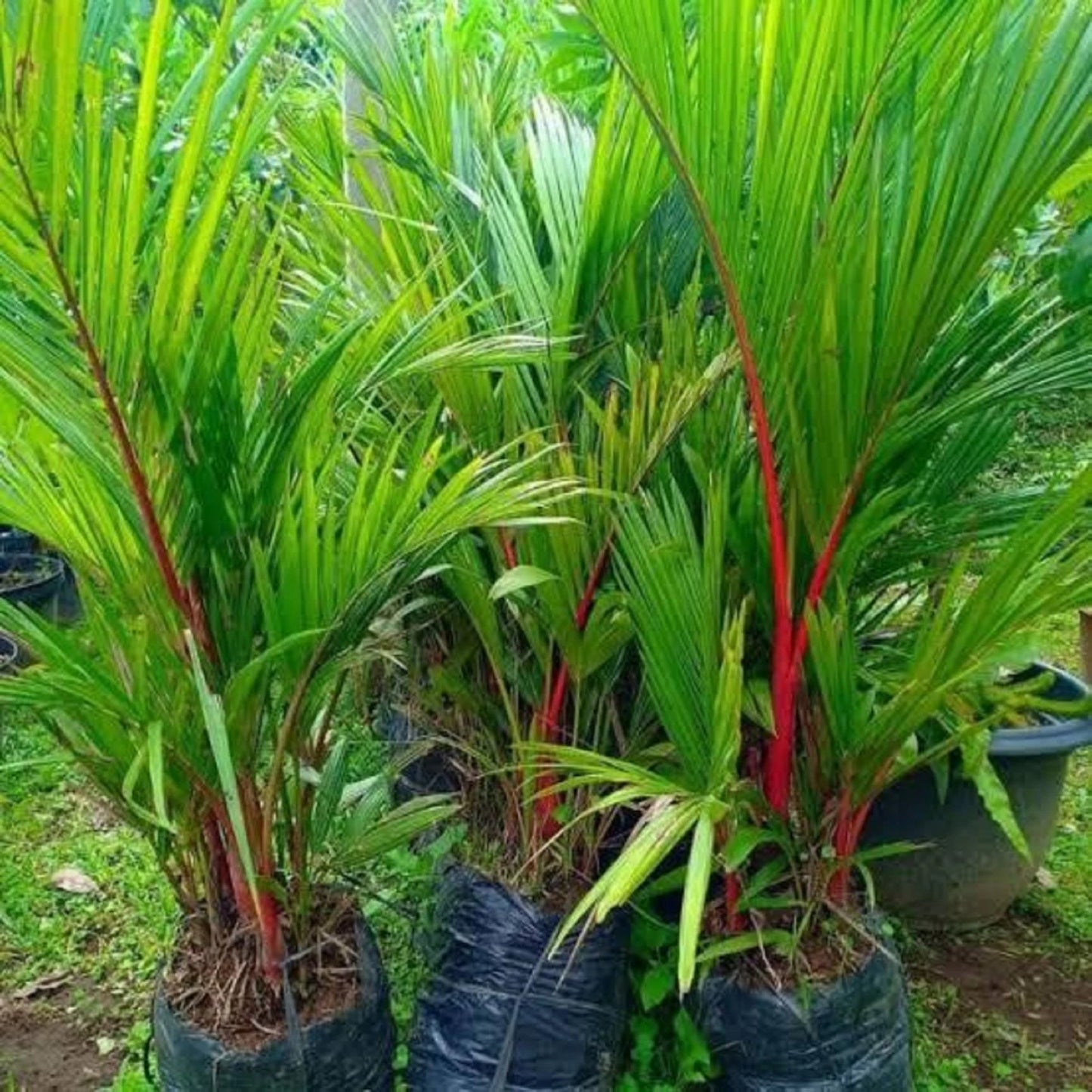 Lipstick Palm (Cyrtostachys renda) - Rare Exotic Red Palm