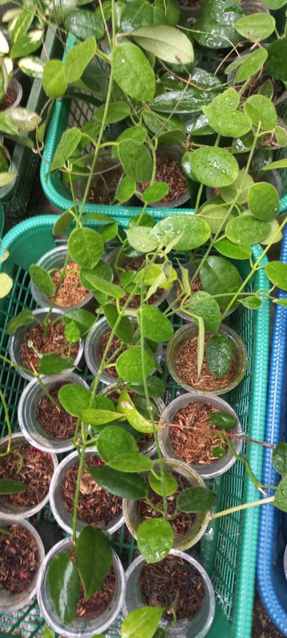 Hoya lauterbachii - Rare Papua Tropical Wax Plant