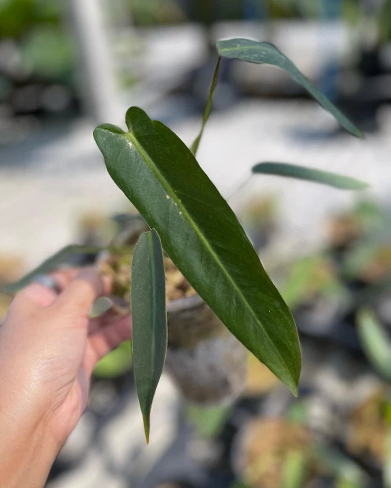 Philodendron Spiritus Sancti rare aroid tropical house plant