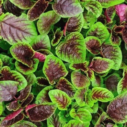 Spinach Seeds 1,750+ pcs Bundle (Amaranthus spp.) – 5-Cultivar Garden Package Premium Certified Nutritious Leafy Green Plant Seeds for Planting