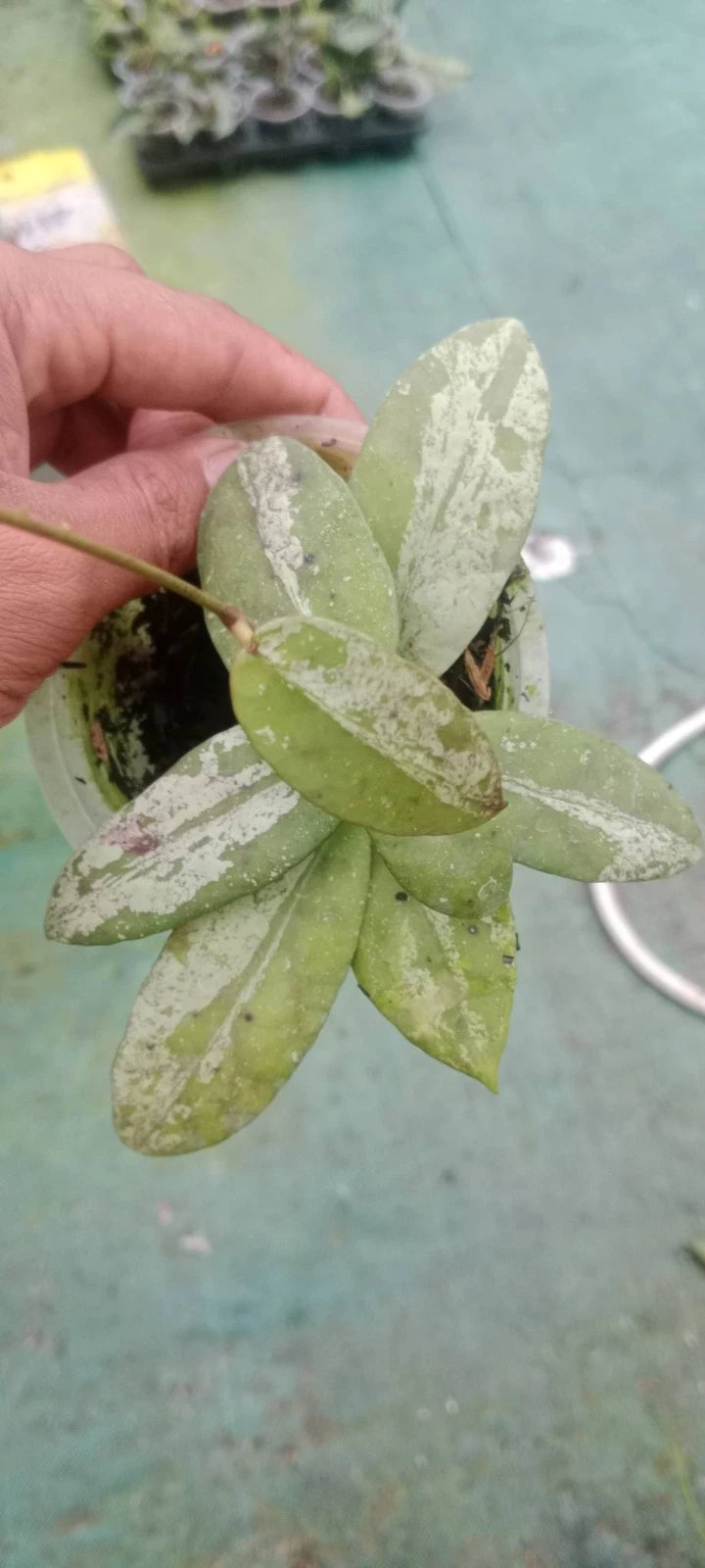 Hoya Scortechinii Silver Splash Rare Tropical Wax Plant (Rare Exotic Epiphytic Vine Specimen) – Premium Botanical Houseplant Seeds & Cuttings for Growing