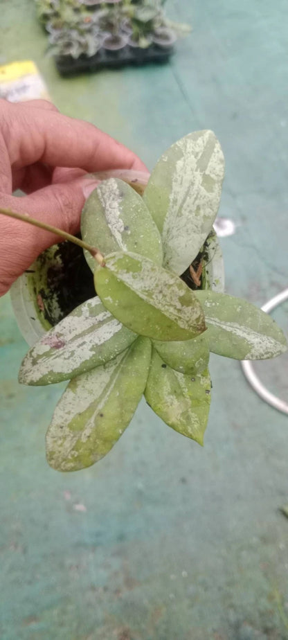 Hoya Scortechinii Silver Splash Rare Tropical Wax Plant (Rare Exotic Epiphytic Vine Specimen) – Premium Botanical Houseplant Seeds & Cuttings for Growing