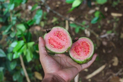 Getas Red Guava Seeds (Psidium guajava / 1000+ Fresh Tropical Fruit Tree Seeds) – Premium Exotic Botanical Specimen Plant Seeds for Planting