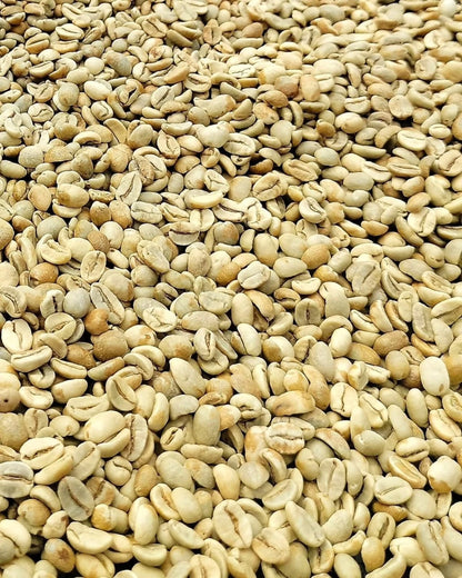 Ruiru 11 Coffee Seeds (120+ Bulk Seeds, Coffea arabica var. Ruiru 11) – Premium Disease-Resistant Kenyan Specialty Coffee Plant Seeds for Planting